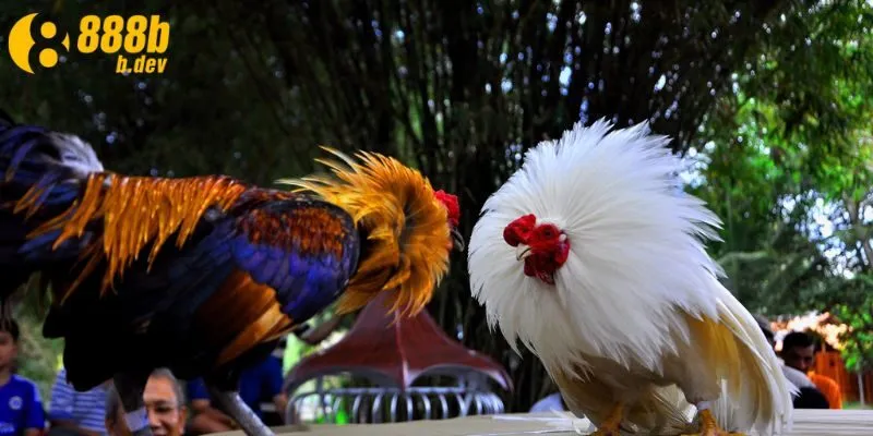 Tìm hiểu chi tiết luật chơi đá gà 888b