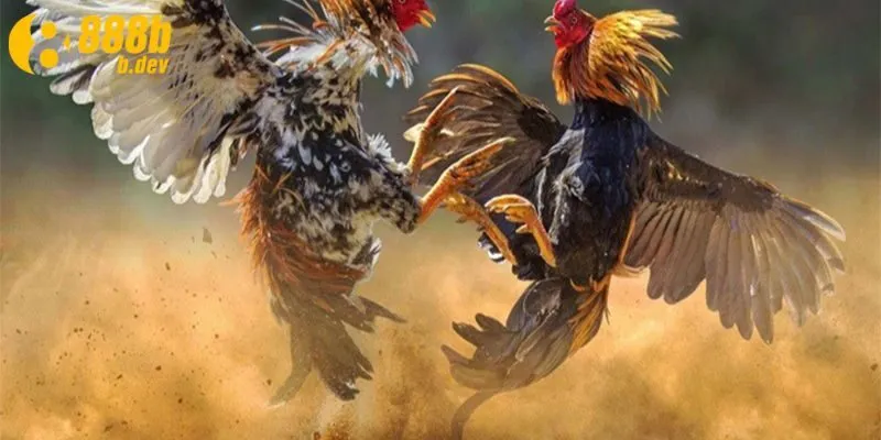 Hướng dẫn chi tiết về cách chơi đá gà của nhà cái